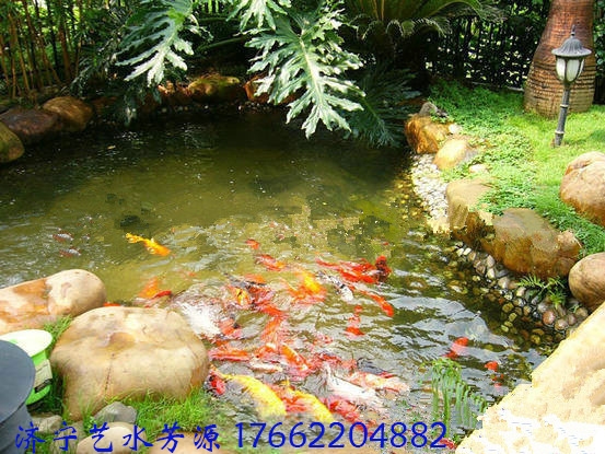 入手魚塘凈化器，還原水質讓家中飼養(yǎng)的錦鯉更健康